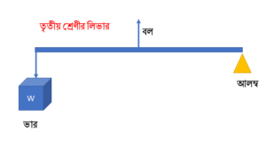 তৃতীয় শ্রেণীর লিভার
