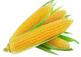 Corn - ভুট্টা 