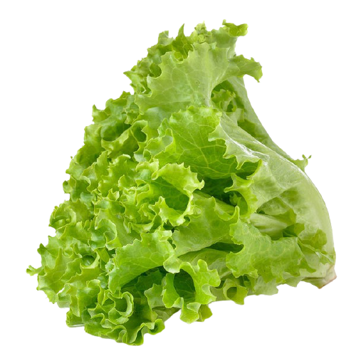 Lettuce - লেটুস 