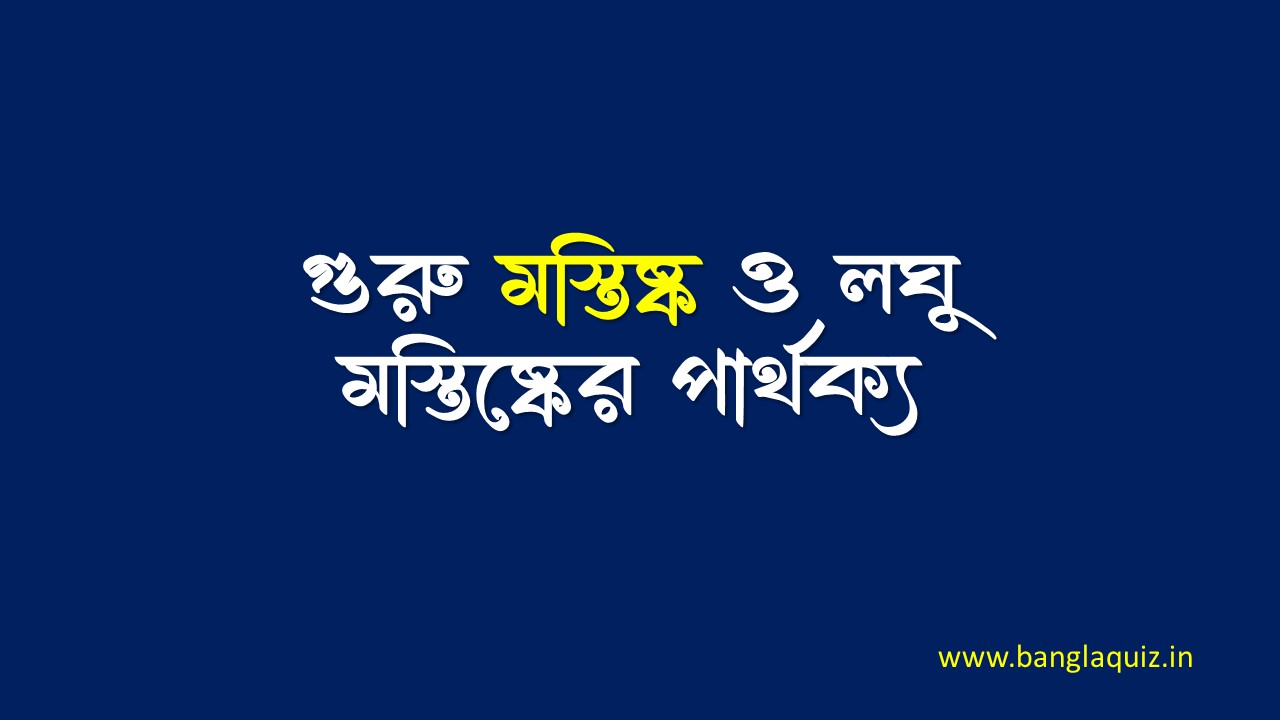 গুরু মস্তিষ্ক ও লঘু মস্তিষ্কের পার্থক্য