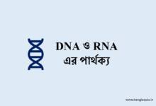 DNA ও RNA এর পার্থক্য
