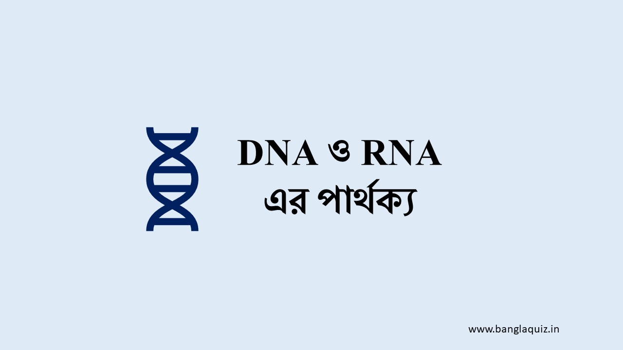 DNA ও RNA এর পার্থক্য